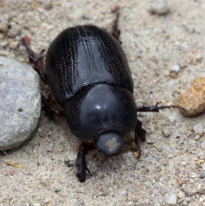 Dynastinae (subfamily) (Unidentified rhinoceros or elephant beetle) at Deua National Park (CNM area) - 26 Feb 2019 by JudithRoach