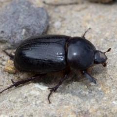 Dynastinae (subfamily) at Krawarree, NSW - 27 Feb 2019