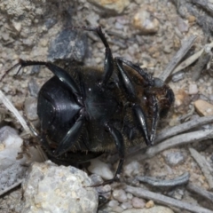 Onthophagus sp. (genus) (Dung beetle) at QPRC LGA - 26 Feb 2019 by JudithRoach