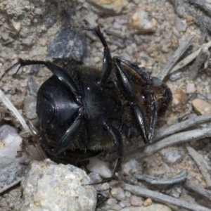 Onthophagus sp. (genus) at Krawarree, NSW - 27 Feb 2019