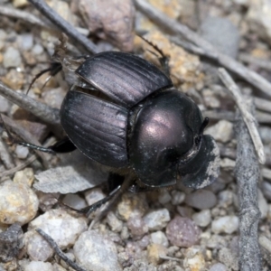 Onthophagus sp. (genus) at Krawarree, NSW - 27 Feb 2019 10:20 AM