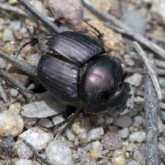 Onthophagus sp. (genus) at Krawarree, NSW - 27 Feb 2019