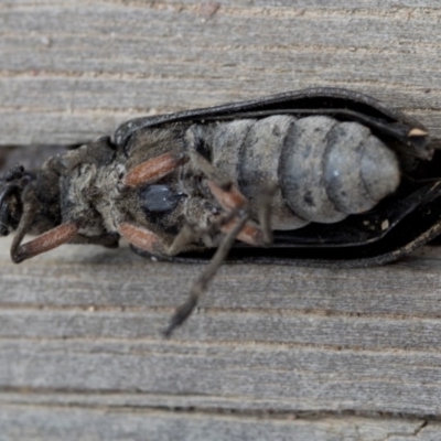 Rhipicera (Agathorhipis) femorata (Feather-horned beetle) at QPRC LGA - 26 Feb 2019 by JudithRoach