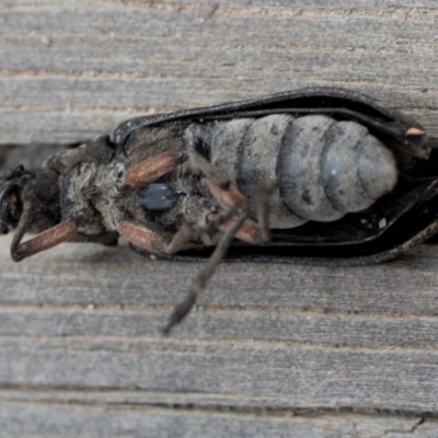 Rhipicera femorata (Feather-horned beetle) at Krawarree, NSW - 27 Feb 2019 by JudithRoach