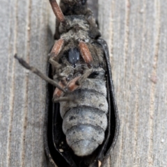 Rhipicera (Agathorhipis) femorata at Krawarree, NSW - 27 Feb 2019 10:26 AM