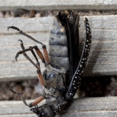 Rhipicera (Agathorhipis) femorata at Krawarree, NSW - 27 Feb 2019 10:26 AM