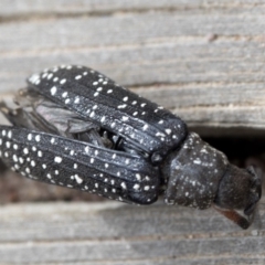 Rhipicera (Agathorhipis) femorata at Krawarree, NSW - 27 Feb 2019