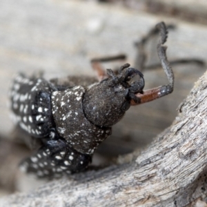 Rhipicera (Agathorhipis) femorata at Krawarree, NSW - 27 Feb 2019