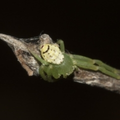 Lehtinelagia sp. (genus) (Flower Spider or Crab Spider) at Higgins, ACT - 26 Feb 2019 by Alison Milton