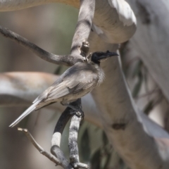 Philemon corniculatus (Noisy Friarbird) at Dunlop, ACT - 2 Jan 2019 by AlisonMilton
