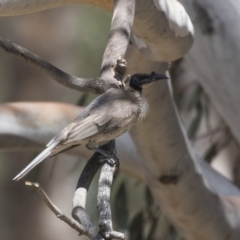 Philemon corniculatus (Noisy Friarbird) at The Pinnacle - 1 Jan 2019 by Alison Milton