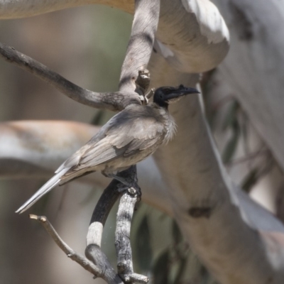 Philemon corniculatus (Noisy Friarbird) at Dunlop, ACT - 2 Jan 2019 by AlisonMilton