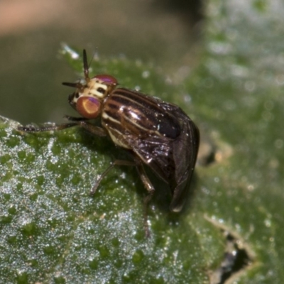 Steganopsis melanogaster (A lauxaniid fly) at Higgins, ACT - 24 Feb 2019 by AlisonMilton