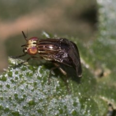 Steganopsis melanogaster at Higgins, ACT - 25 Feb 2019 07:46 AM