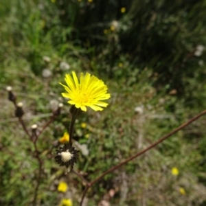 Picris angustifolia subsp. merxmuelleri at Jagumba, NSW - 17 Feb 2019