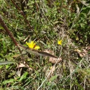 Picris angustifolia subsp. merxmuelleri at Jagumba, NSW - 17 Feb 2019