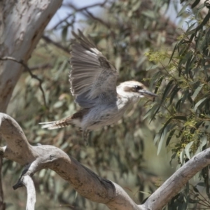 Dacelo novaeguineae at Dunlop, ACT - 2 Jan 2019 10:32 AM