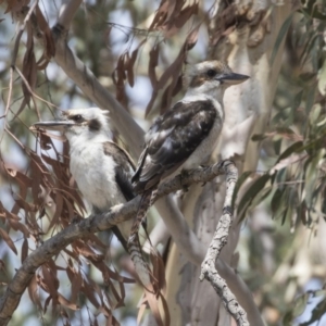 Dacelo novaeguineae at Dunlop, ACT - 2 Jan 2019 10:32 AM