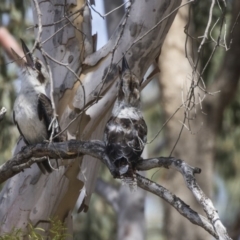 Dacelo novaeguineae at Dunlop, ACT - 2 Jan 2019 10:32 AM