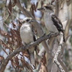 Dacelo novaeguineae at Dunlop, ACT - 2 Jan 2019