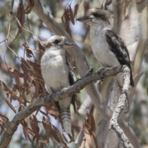 Dacelo novaeguineae at Dunlop, ACT - 2 Jan 2019 10:32 AM