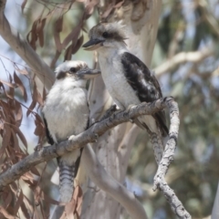 Dacelo novaeguineae at Dunlop, ACT - 2 Jan 2019 10:32 AM