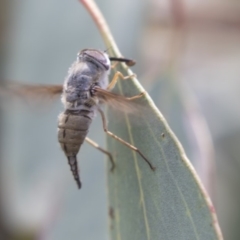 Trichophthalma sp. (genus) (Tangle-vein fly) at Dunlop, ACT - 10 Jan 2019 by Alison Milton