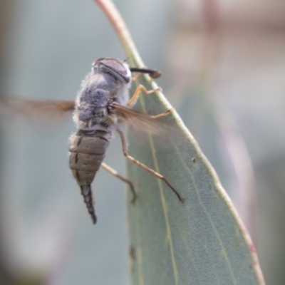 Trichophthalma sp. (genus) (Tangle-vein fly) at Dunlop, ACT - 10 Jan 2019 by AlisonMilton