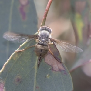 Trichophthalma sp. (genus) at Dunlop, ACT - 10 Jan 2019