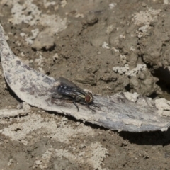 Sarcophagidae (family) (Unidentified flesh fly) at Amaroo, ACT - 22 Feb 2019 by AlisonMilton