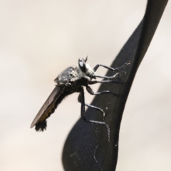 Blepharotes sp. (genus) (A robber fly) at Dunlop, ACT - 10 Jan 2019 by AlisonMilton