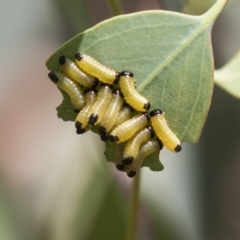 Paropsis atomaria (Eucalyptus leaf beetle) at The Pinnacle - 10 Jan 2019 by AlisonMilton