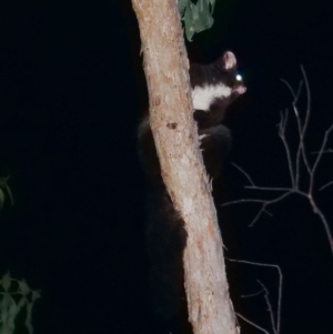 Petauroides volans at Wombeyan Caves, NSW - 26 Feb 2019