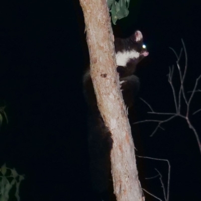 Petauroides volans (Southern Greater Glider) at Wombeyan Caves, NSW - 26 Feb 2019 by DPRees125