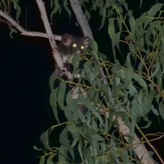 Petauroides volans at Wombeyan Caves, NSW - suppressed