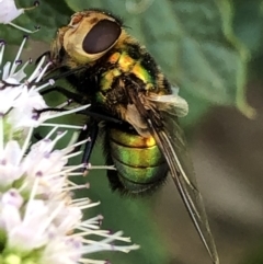 Rutilia (Chrysorutilia) sp. (genus & subgenus) (A Bristle Fly) at Monash, ACT - 27 Feb 2019 by jackQ