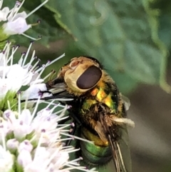 Rutilia (Chrysorutilia) sp. (genus & subgenus) at Monash, ACT - 27 Feb 2019 05:47 PM