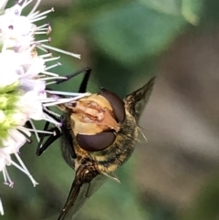 Rutilia (Chrysorutilia) sp. (genus & subgenus) at Monash, ACT - 27 Feb 2019 05:47 PM