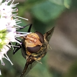 Rutilia (Chrysorutilia) sp. (genus & subgenus) at Monash, ACT - 27 Feb 2019 05:47 PM