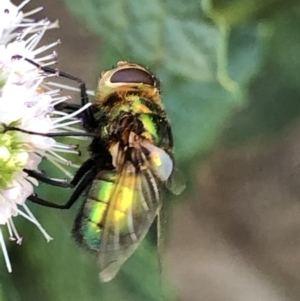 Rutilia (Chrysorutilia) sp. (genus & subgenus) at Monash, ACT - 27 Feb 2019 05:47 PM