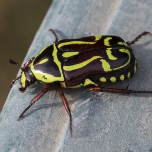 Eupoecila australasiae at Higgins, ACT - 10 Jan 2019 05:30 PM