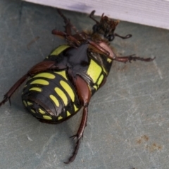 Eupoecila australasiae at Higgins, ACT - 10 Jan 2019 05:30 PM