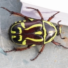 Eupoecila australasiae at Higgins, ACT - 10 Jan 2019 05:30 PM