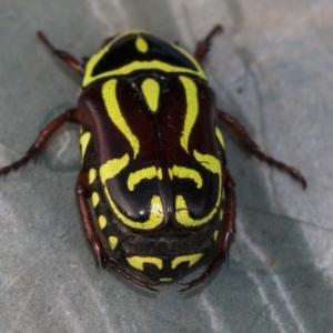 Eupoecila australasiae at Higgins, ACT - 10 Jan 2019 05:30 PM