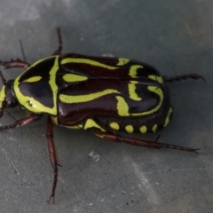 Eupoecila australasiae at Higgins, ACT - 10 Jan 2019 05:30 PM