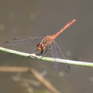 Diplacodes bipunctata at Dunlop, ACT - 2 Jan 2019