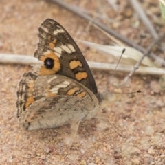 Junonia villida (Meadow Argus) at The Pinnacle - 2 Jan 2019 by Alison Milton