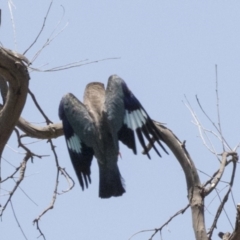 Eurystomus orientalis at Dunlop, ACT - 2 Jan 2019