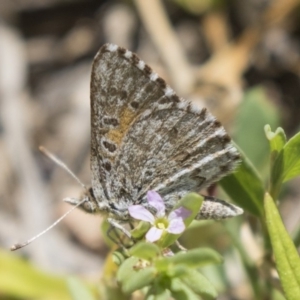 Lucia limbaria at Dunlop, ACT - 2 Jan 2019 11:11 AM