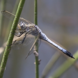 Orthetrum caledonicum at Dunlop, ACT - 2 Jan 2019 12:22 PM